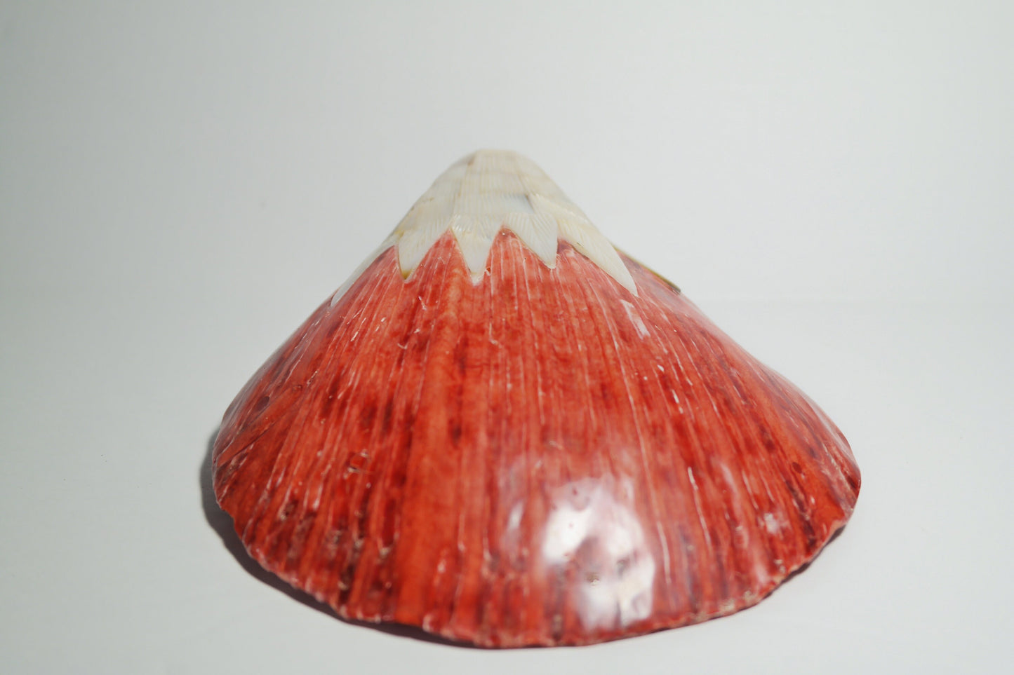 Red Spiny Oyster Shell with Eagle head carving