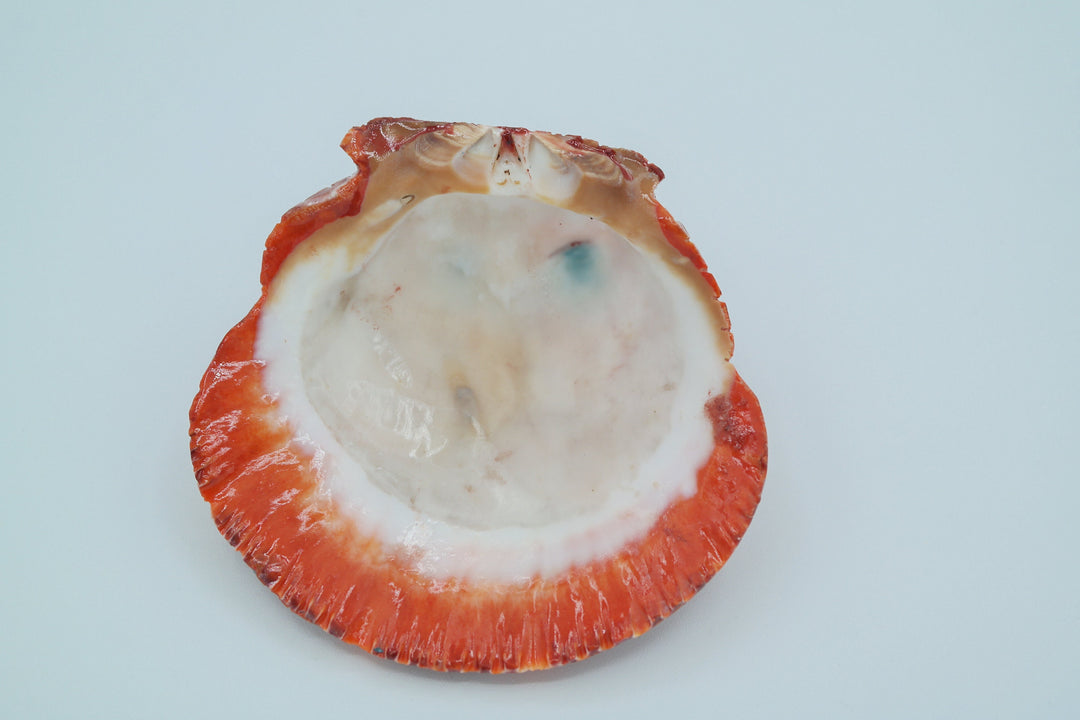 Spiny Oyster Shell Owl Carving