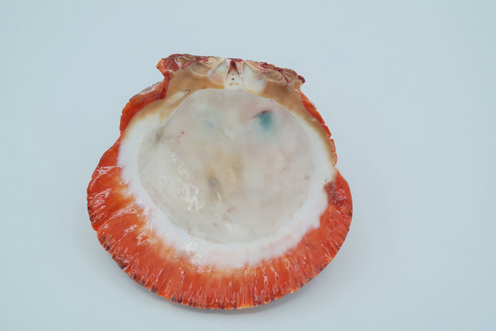 Spiny Oyster Shell Owl Carving