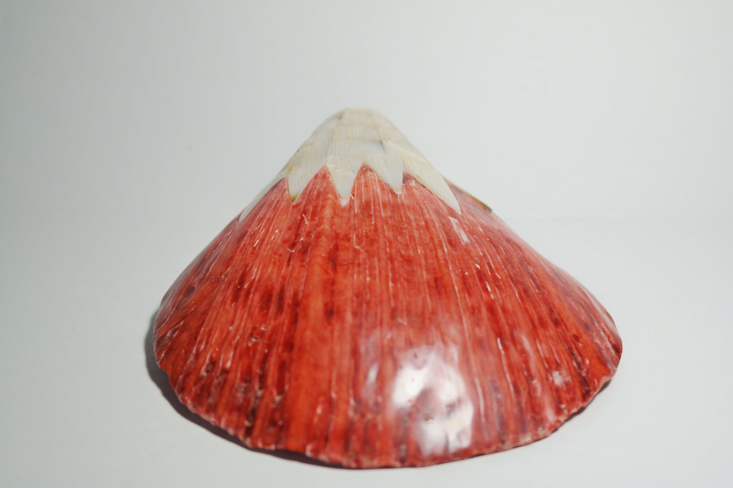 Red Spiny Oyster Shell with Eagle head carving