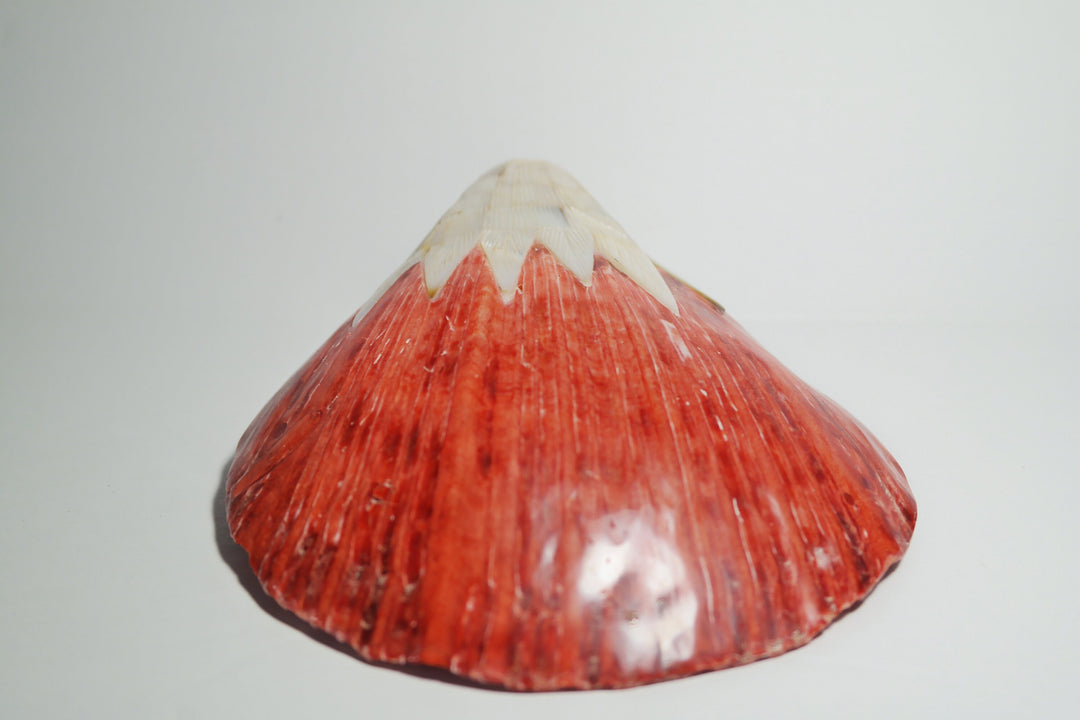 Red Spiny Oyster Shell with Eagle head carving